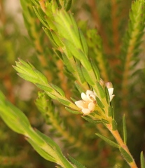 Diosma oppositifolia