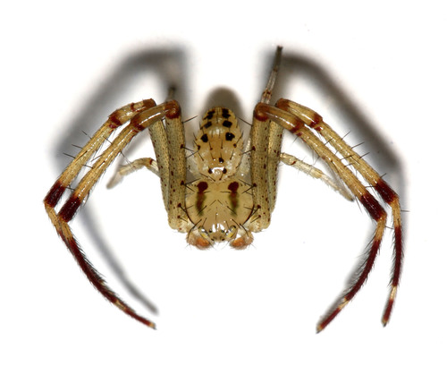 Swift Crab Spider