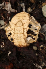 Maja brachydactyla