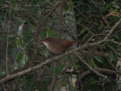 Tarphonomus certhioides