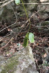 Phytolacca dodecandra