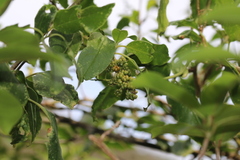 Phytolacca dodecandra