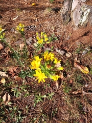 Lasiosiphon capitatus