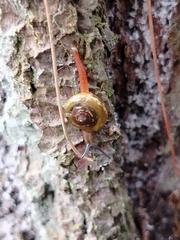 Helicarionoidea