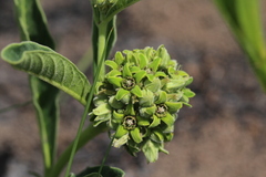 Raphionacme galpinii