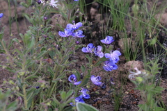 Rotheca hirsuta