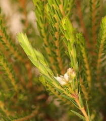 Diosma oppositifolia