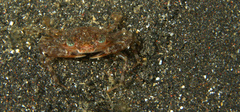 Portunoidea