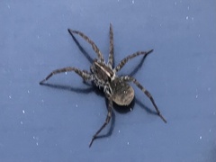 Tigrosa georgicola