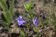 Rotheca hirsuta