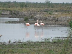 Phoenicopterus chilensis
