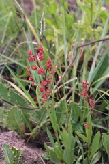 Rumex dregeanus