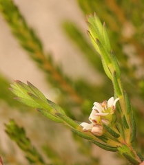 Diosma oppositifolia