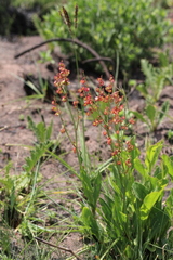 Rumex dregeanus