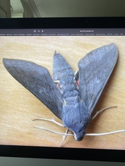 Hyles vespertilio