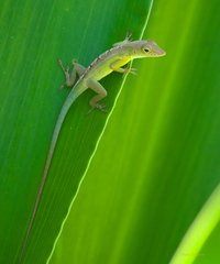 Anolis grahami