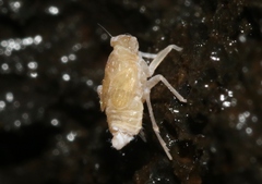Oliarus polyphemus