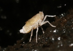 Oliarus polyphemus