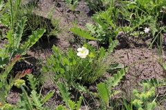 Thunbergia atriplicifolia