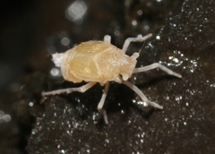 Oliarus polyphemus