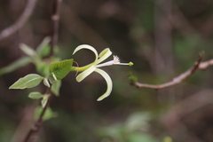 Turraea floribunda