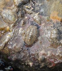 Acanthochitona crinita