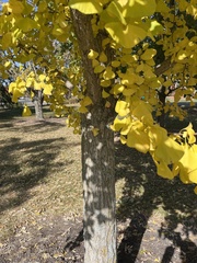 Ginkgo