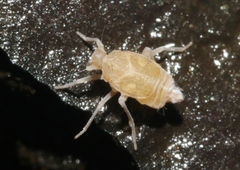 Oliarus polyphemus