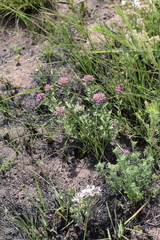 Pseudopegolettia tenella