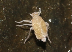 Oliarus polyphemus
