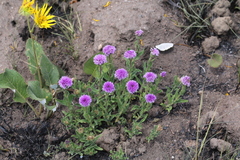 Pseudopegolettia tenella