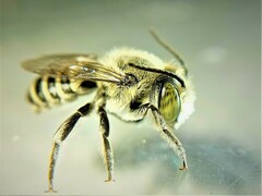 Eutricharaea