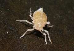 Oliarus polyphemus