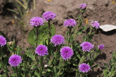 Pseudopegolettia tenella