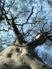 Libidibia paraguariensis