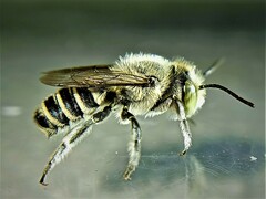 Eutricharaea