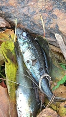 Gymnocephalus cernua