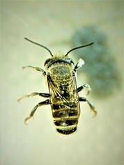 Eutricharaea