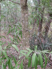 Acanthosyris falcata