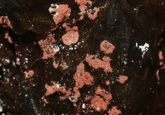 Actinobacteria
