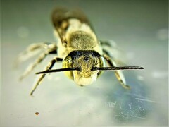 Eutricharaea