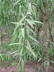 Acanthosyris falcata