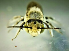 Eutricharaea