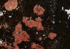Actinobacteria