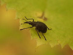 Oxystoma cerdo