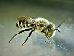 Eutricharaea
