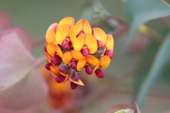 Daviesia cordata