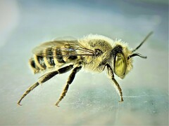 Eutricharaea