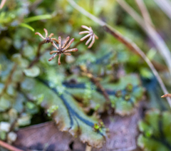 Marchantia polymorpha polymorpha