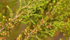 Erica axillaris